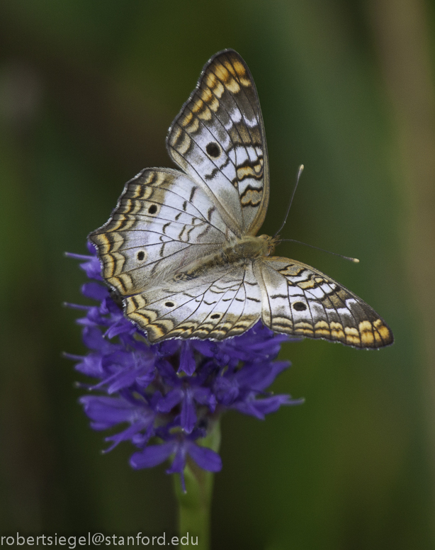 butterfly on hyacinth